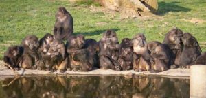 Экскурсия в зоопарк Туари