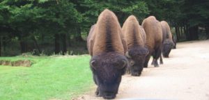 Экскурсия в зоопарк Туари