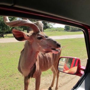 Экскурсия в зоопарк Туари