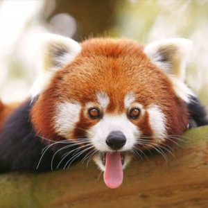 Экскурсия в зоопарк Туари