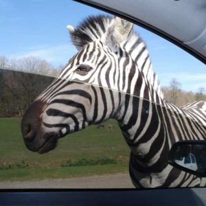 Экскурсия в зоопарк Туари